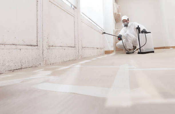 Black mold remediation team in Winchester